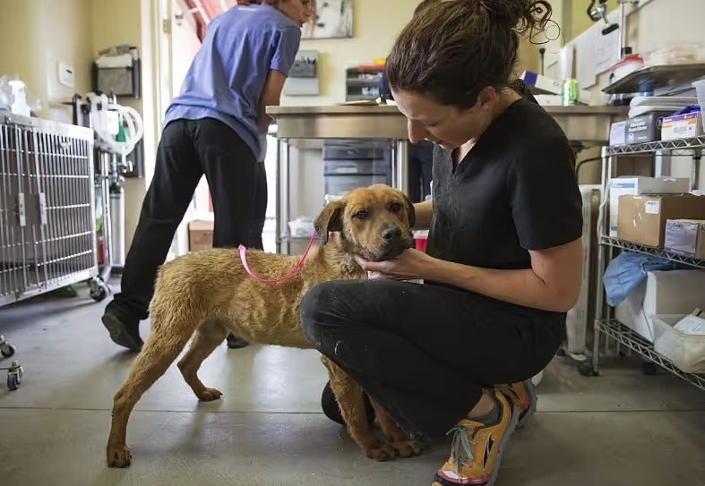 Nuzzles & Co. rescues stray animals on Navajo reservation