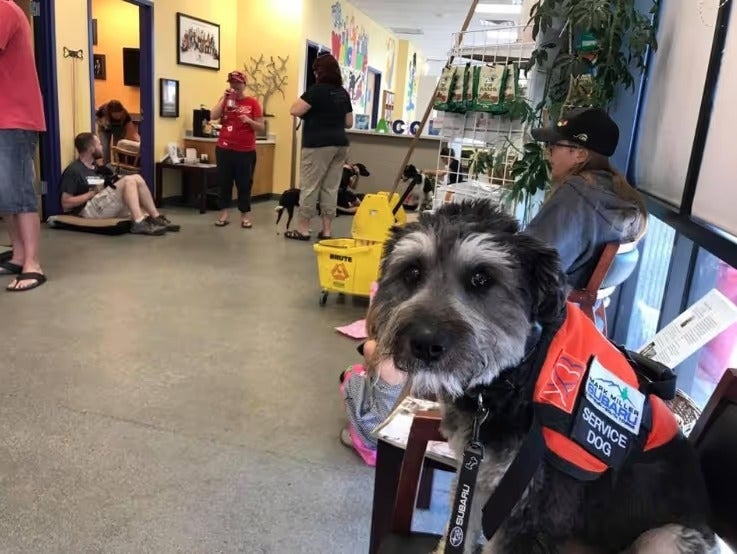 Hurricane affected animals receiving care, free services in Layton